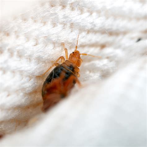 Found a Dead Bed Bug Shell? Here are Your Next Steps! - Innovative Pest ...