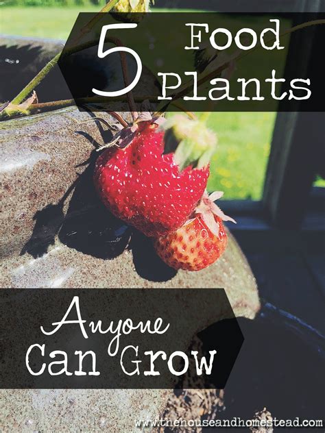 5 Food Plants that are Super Easy to Grow