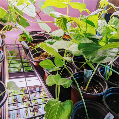 Growing Pole Beans & Green Beans – Starting Beans Indoors - Bunny's Garden