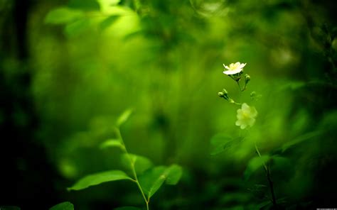 🔥 [120+] Green Flower Wallpapers | WallpaperSafari