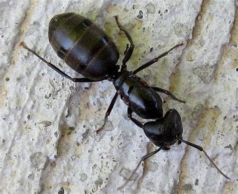 Black Carpenter Ant (Guide to the Seider Springs Insects!) · iNaturalist.org