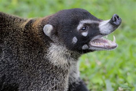 What is a Coati? (Your Guide to the Mexican Tejon “Raccoon”)