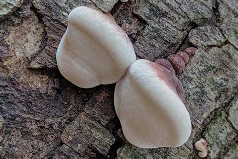 Resinous Polypore: Identification, Foraging, and Lookalikes - Mushroom ...