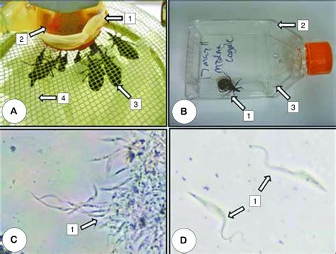 Various experimental components of T. cruzi infection procedure. Panel... | Download Scientific ...