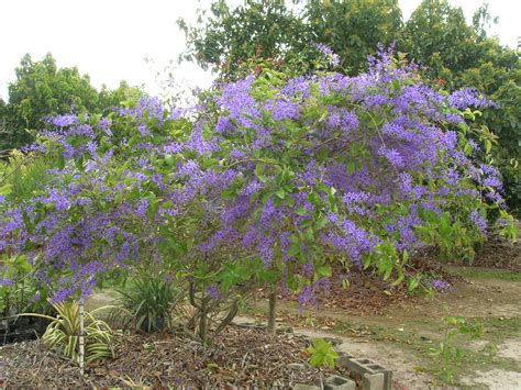 Petrea volubilis (Queen's Wreath9) - Richard Lyons Nursery, Inc.