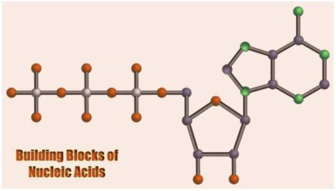 Building Blocks of Nucleic Acids | Structures & Functions