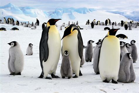 Emperor-penguins-Antarctica_Britannica