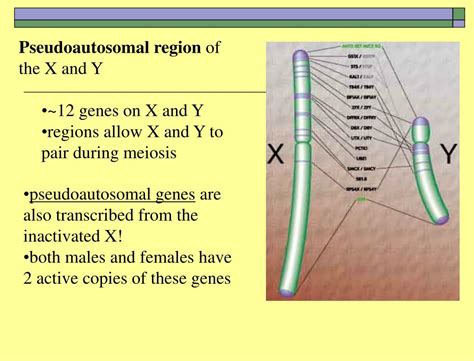 PPT - Chromosome Theory of Inheritance PowerPoint Presentation, free ...