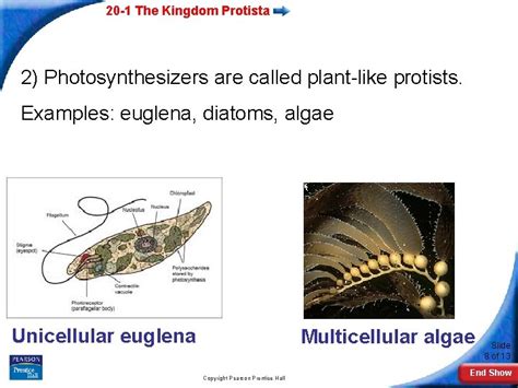 20 1 The Kingdom Protista Slide 1 of