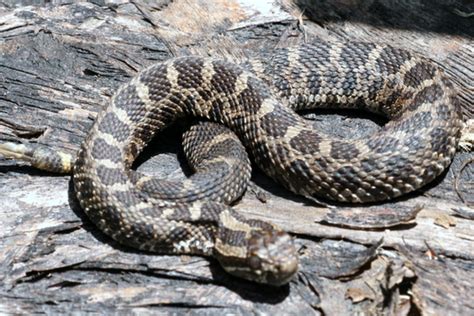 PA HERP IDENTIFICATION » Eastern Massasauga Rattlesnake