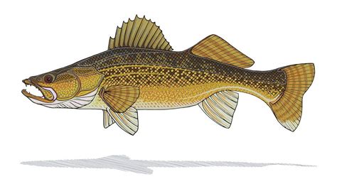 Walleye Print | Fish art, Walleye, Animal sketches