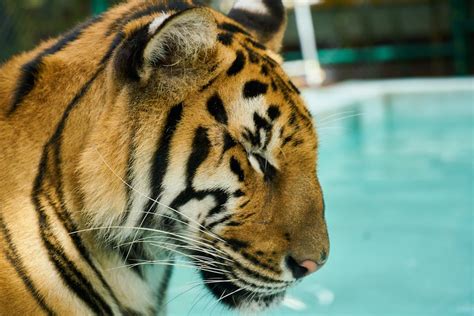 Close-up Photo of White Bengal Tiger · Free Stock Photo