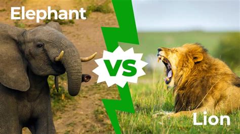 Elephant vs Lion: Who Would Win in a Fight? - IMP WORLD