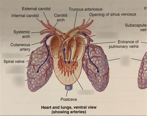 frog circulatory system Diagram | Quizlet