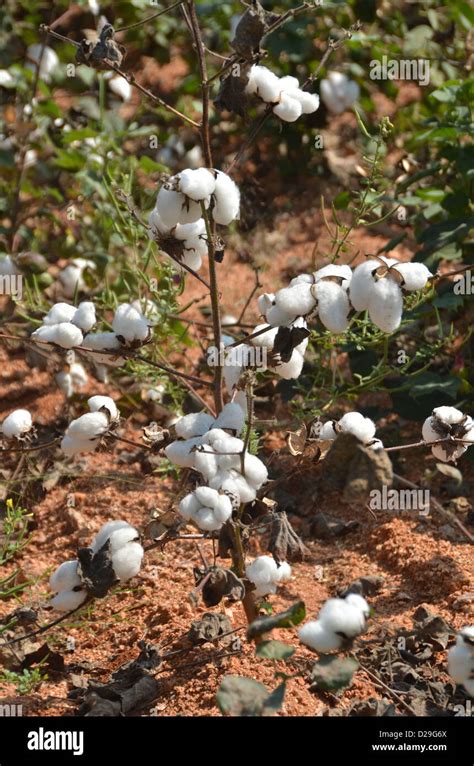 Cotton crop hi-res stock photography and images - Alamy