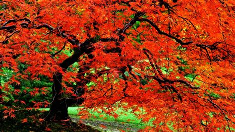 Autumn Tree Wallpapers - Wallpaper Cave