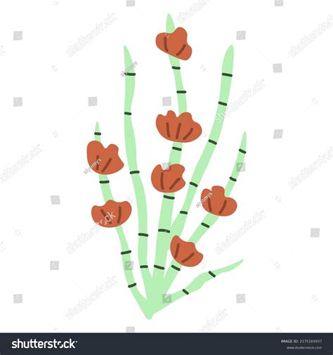 Ephedra Isolated Vector Plant Illustration Stock Vector (Royalty Free ...