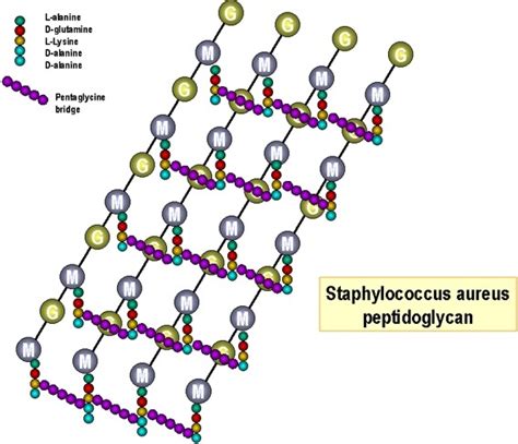 Peptidoglycan (Murein/Mucopeptide): Structure and Medical Significance - microbeonline