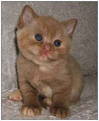 British Shorthair cinnamon kitten | Cute puppies and kittens, Cute cats ...