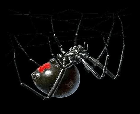 Black Widow Spider Wallpaper - WallpaperSafari