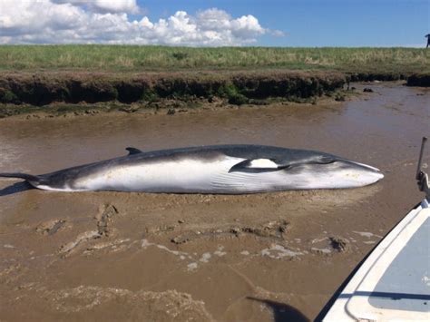 Factcheck: Whale strandings and offshore windfarms - Carbon Brief