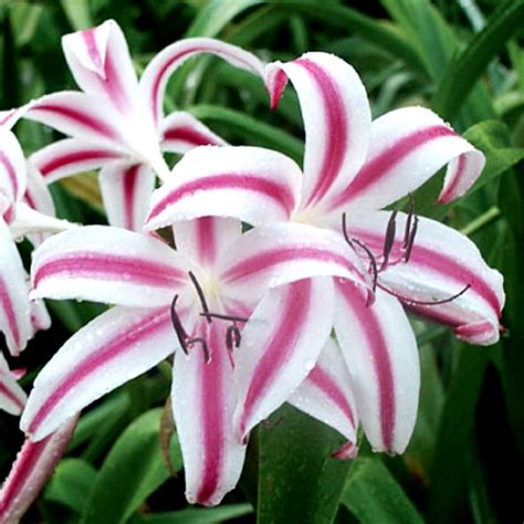 Crinum Lily Star Bulbs buy online at cheap price on plantsguru.com