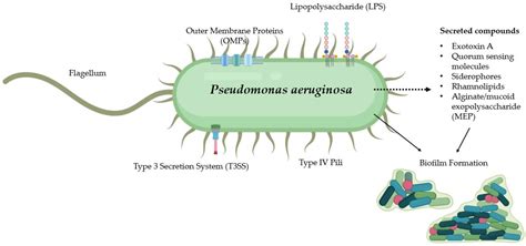 Pseudomonas Bacteria