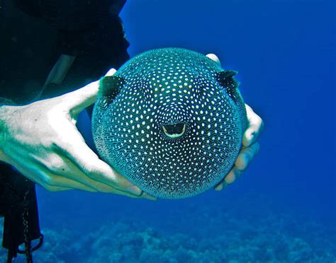 Puffer Fish Pictures, Images and Stock Photos - iStock