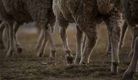 8 Common Sheep Hoof Problems - Farmhouse Guide