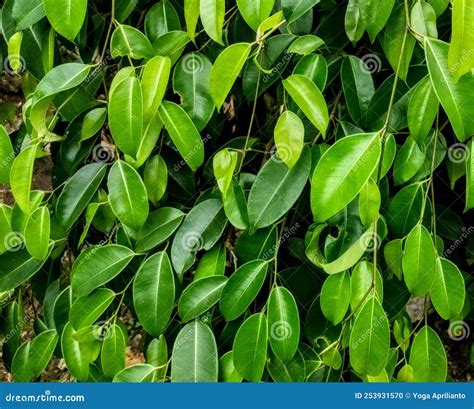 Background Dark Texture Banyan Leaf Stock Photo - Image of asian ...