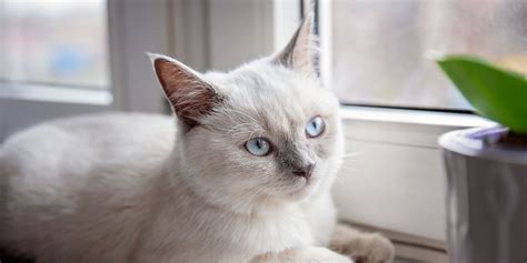 Colorpoint Shorthair Cat Breed: Size, Appearance & Personality