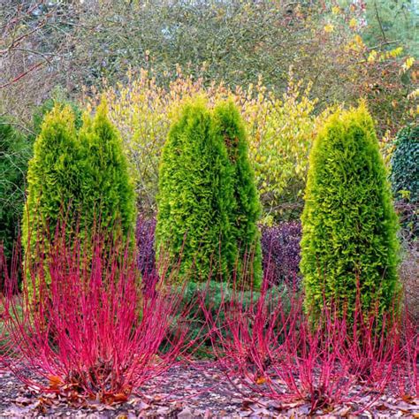 Cardinal Red Twig Dogwood Hedge | Spring Hill Nurseries – Spring Hill ...