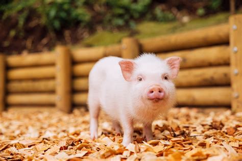 Tokyo’s newest micro pig petting zoo and cafe doubles as a community outreach center ...