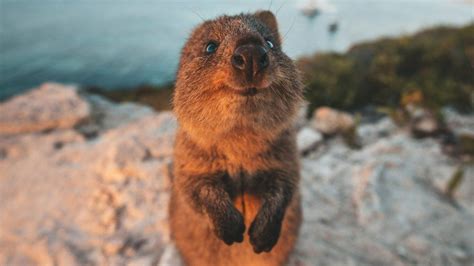 Quokka: el animal más feliz del mundo | CURIOSIDADES