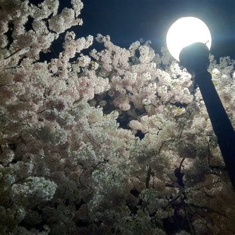 Washington DC, Cherry blossoms @ night!!! | Washington dc, Favorite ...