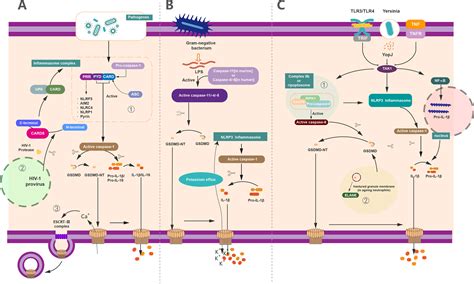 Frontiers | The Regulation and Modification of GSDMD Signaling in Diseases