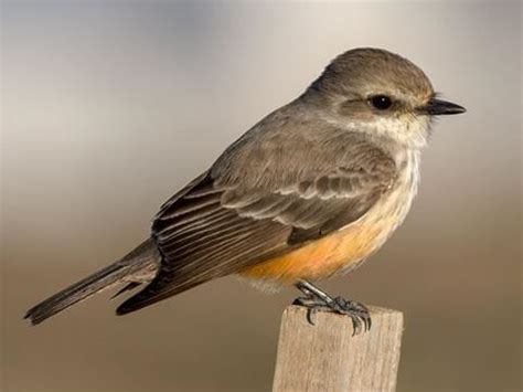 Vermilion Flycatcher | Celebrate Urban Birds