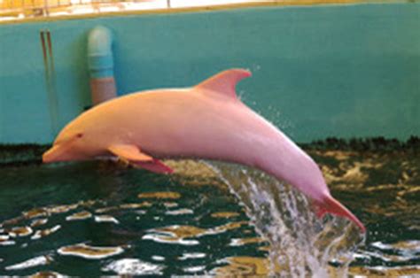 rare albino dolphin crowds turning pink | Daily Star