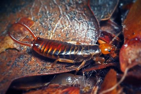 Do Earwigs Bite? | How Severe is the Earwig's Bite? | Pestclue