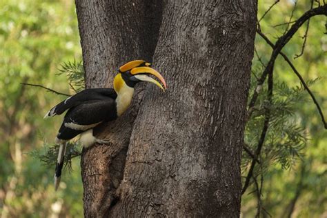 Great Hornbill | Bubo Birding