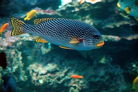 Tropical Salt Water Fish Free Stock Photo - Public Domain Pictures