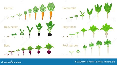 Set of Vegetable Growth Life Cycles on a White Background. Stock Vector - Illustration of growth ...