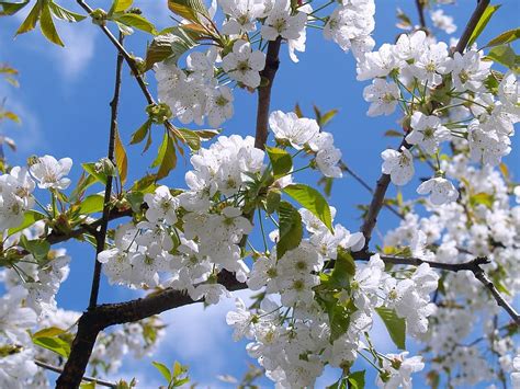 cherry blossom, white, sky, bloom, blossom, umbel, branch, cherry tree ...