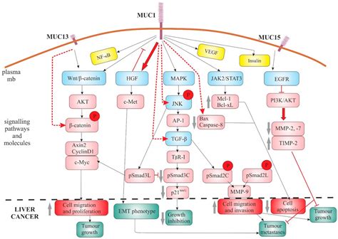 IJMS | Free Full-Text | Mucins: the Old, the New and the Promising Factors in Hepatobiliary ...