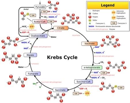 The Role of the Mitochondria in Chronic Disease - Kidney Coach