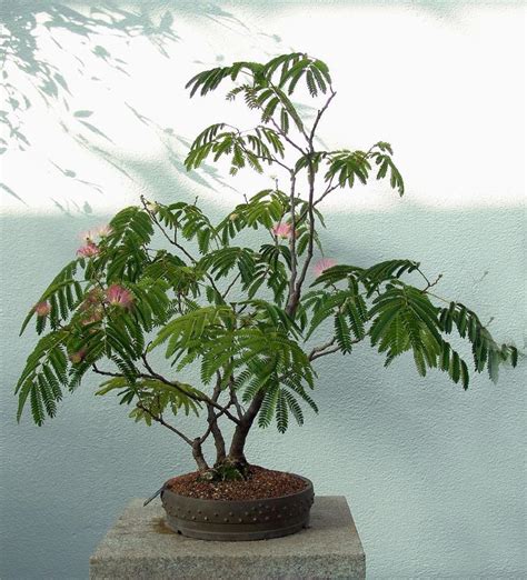 Albizia julibrissin rosea Bonsai seeds ES2 | eBay