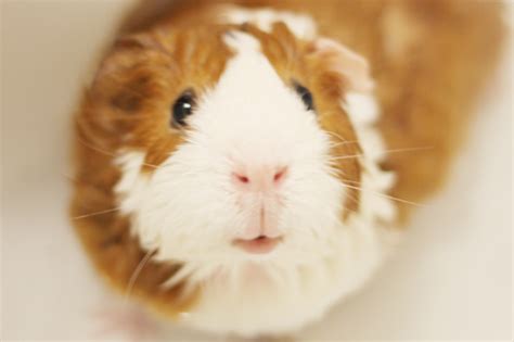 Guinea Pig Bath Time - Scottish Outlander