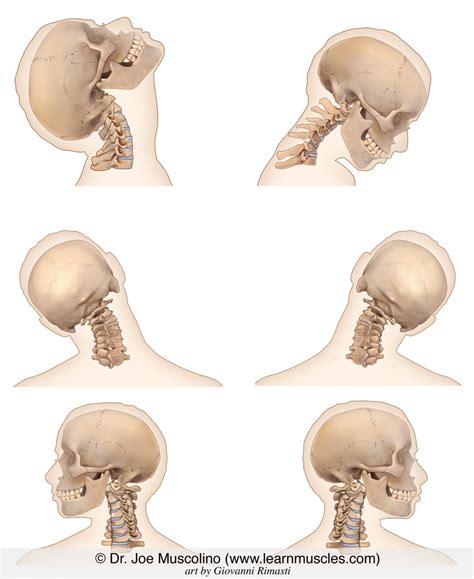 Cervical Spine Ranges of Motion (ROM) - Learn Muscles