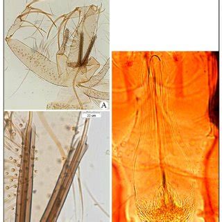 The relative abundance of all sand fly species. | Download Scientific ...