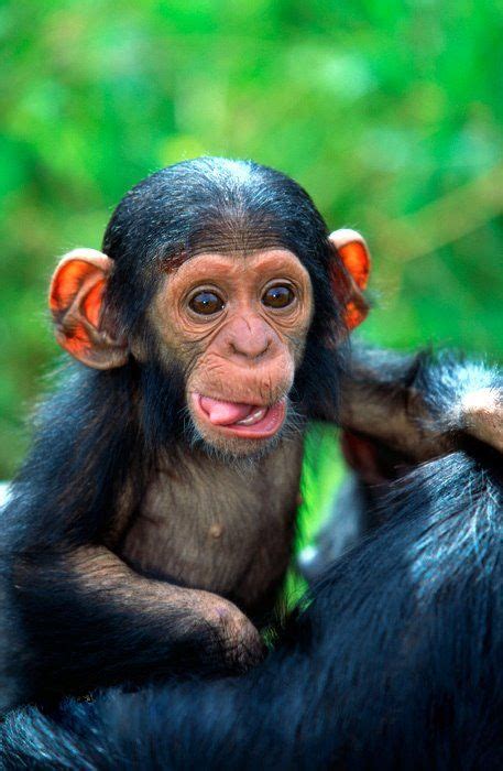 Baby chimpanzee! They are so adorable and cute! Primates, Animals And Pets, Funny Animals, Wild ...